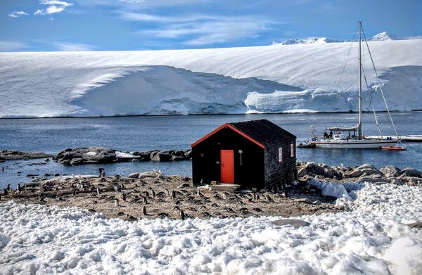 南極徵人數企鵝