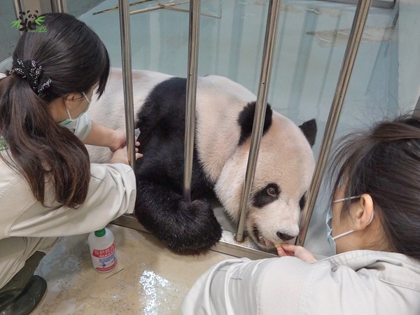 團團身體狀況